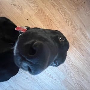 Meet your Posher, Kates